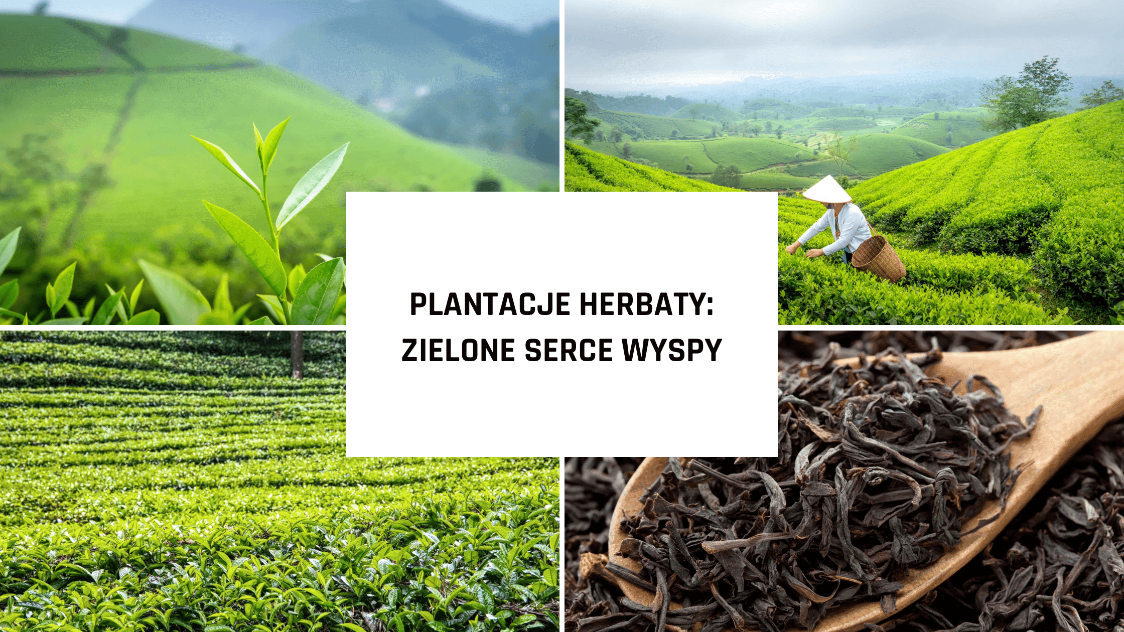 Sri Lanka atrakcje – plantacje herbaty i inne skarby wyspy