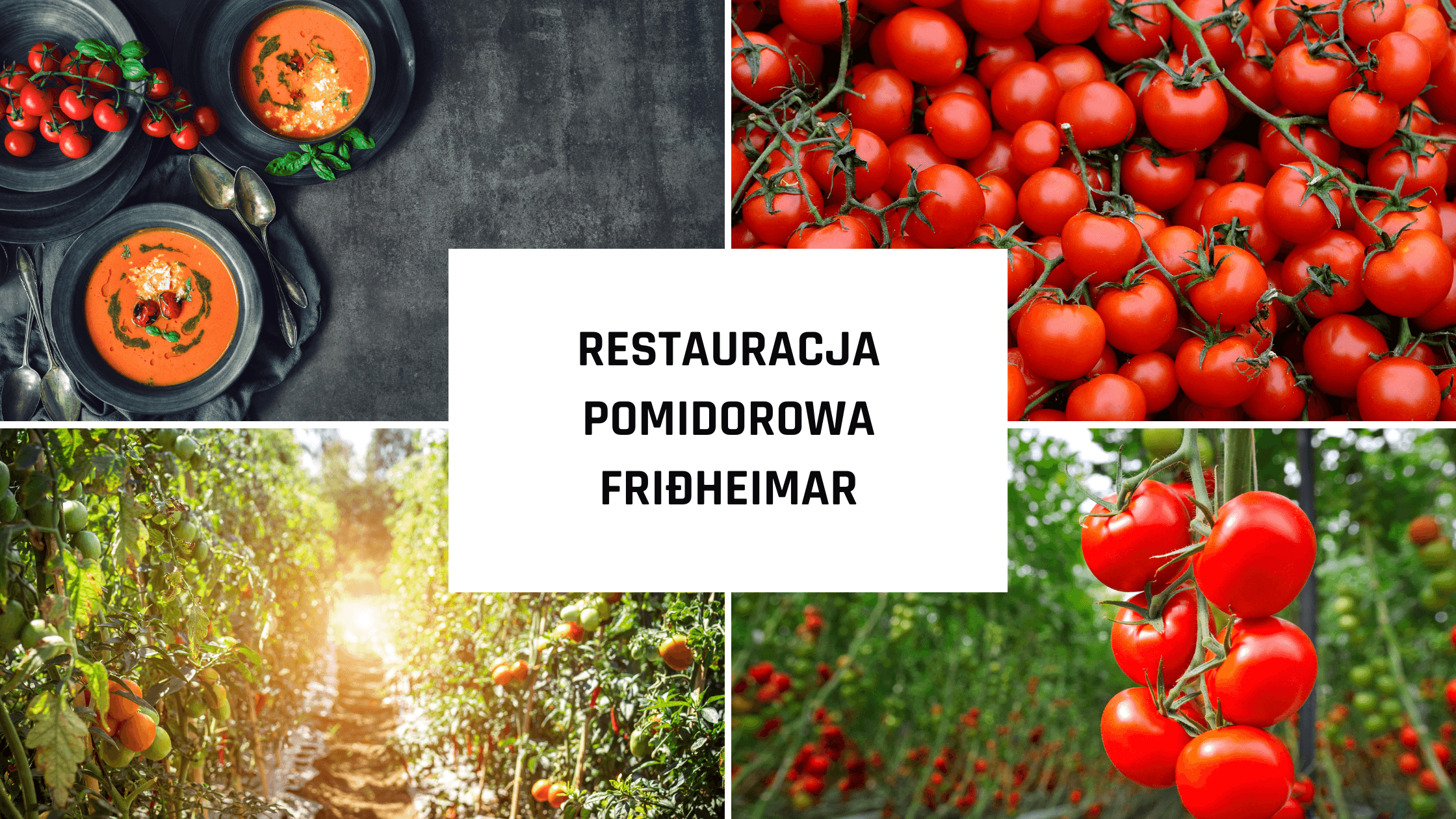 Restauracja Pomidorowa Friðheimar na Islandii