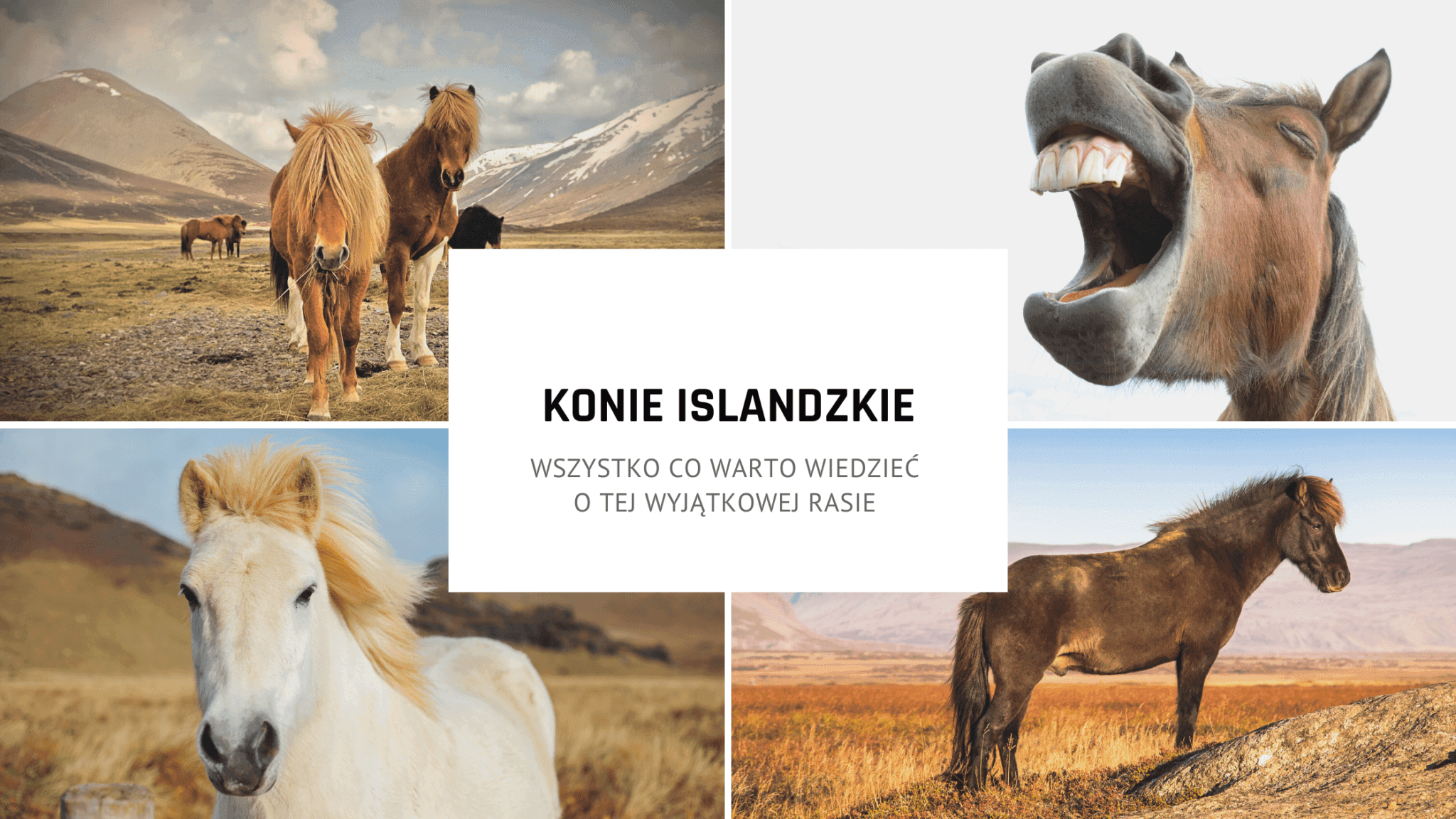 Islandery – czym wyróżniają się konie islandzkie?