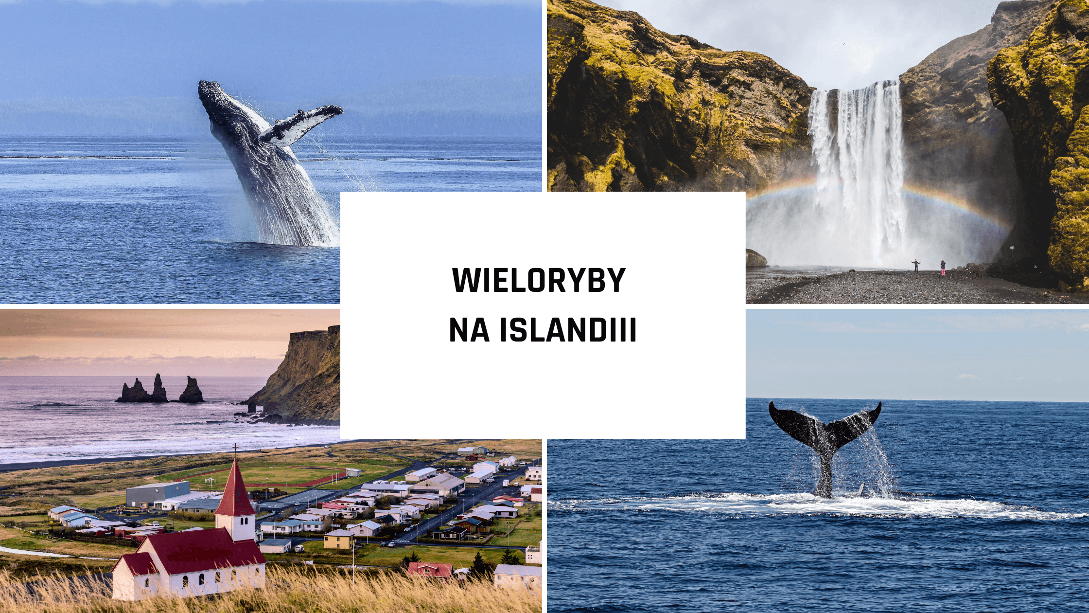 Wieloryby na Islandii - gdzie i jak je zobaczyć