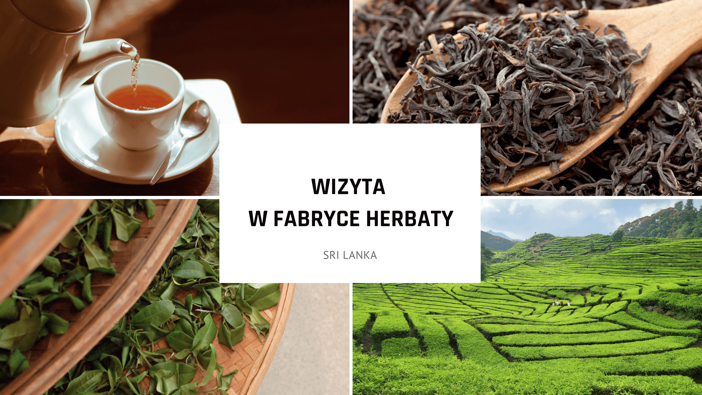 Atrakcje Sri Lanki: Wizyta w fabryce herbaty – niezapomniana podróż