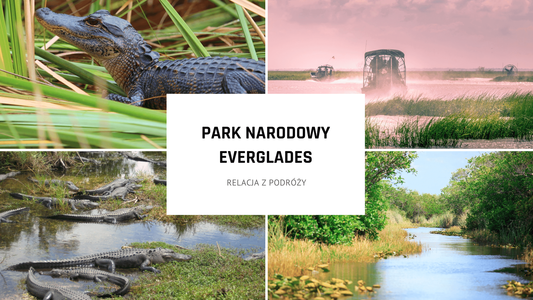 Park Narodowy Everglades – przyrodnicza perła Florydy blisko Miami