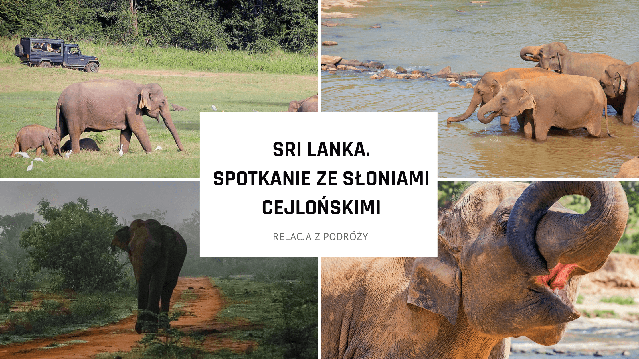 Sri Lanka. Atrakcja: spotkanie ze słoniami cejlońskimi