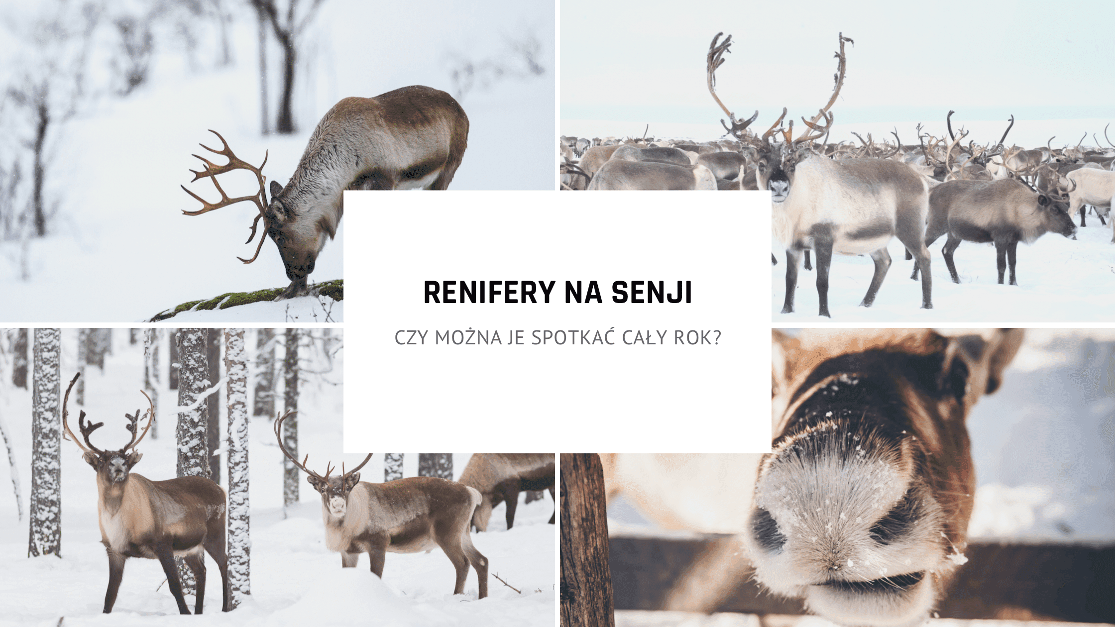 Renifery. Czy w Norwegii na Senji można je spotkać przez cały rok?