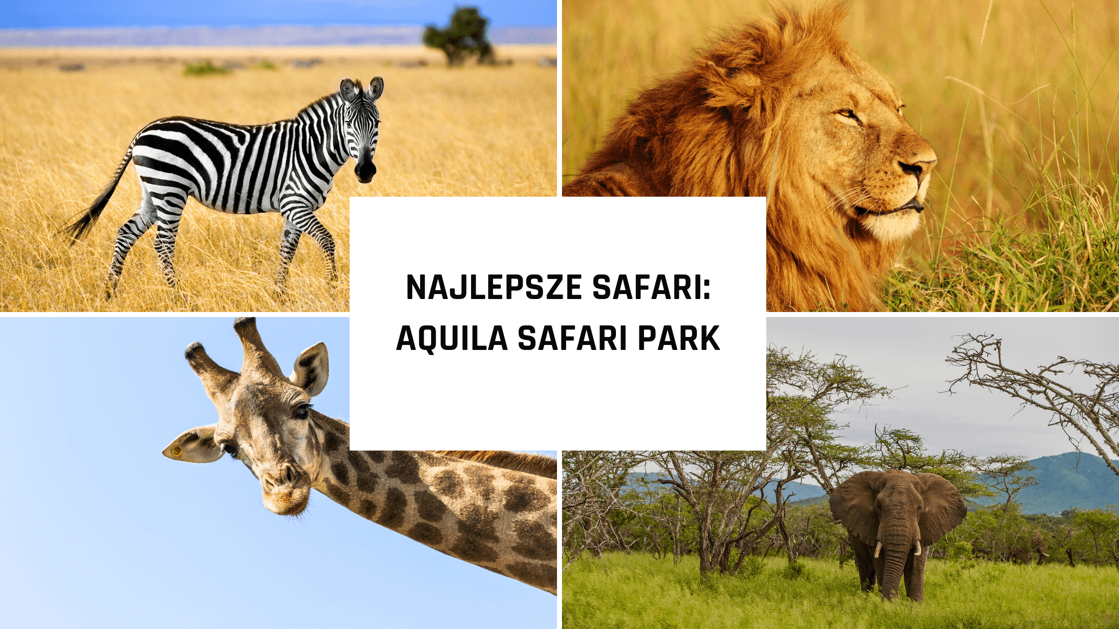 Kapsztad – co zobaczyć? Najlepsze safari w RPA: Aquila Safari Park