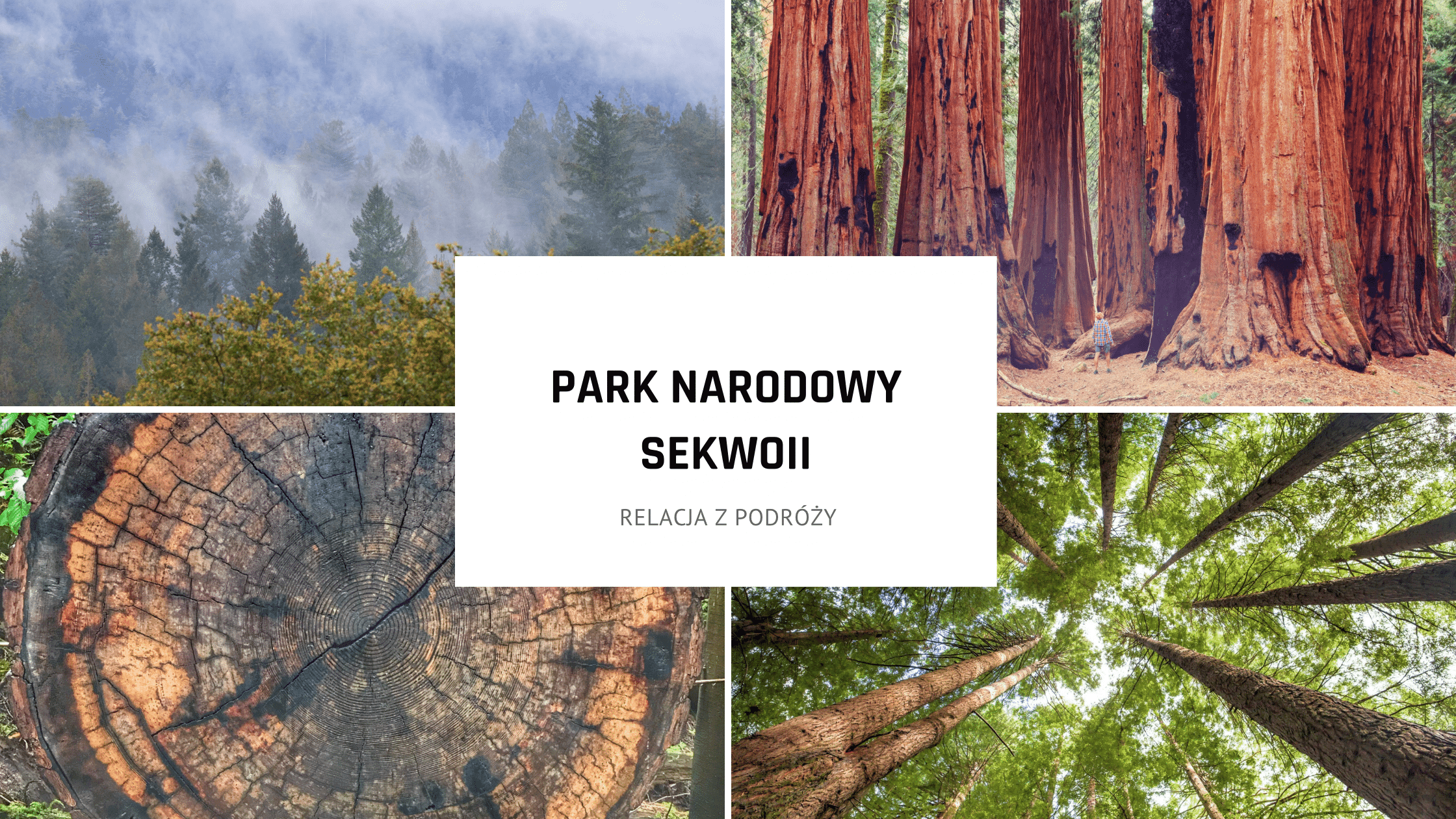 Park Narodowy Sekwoi – odkryj majestatyczne sekwoje w USA