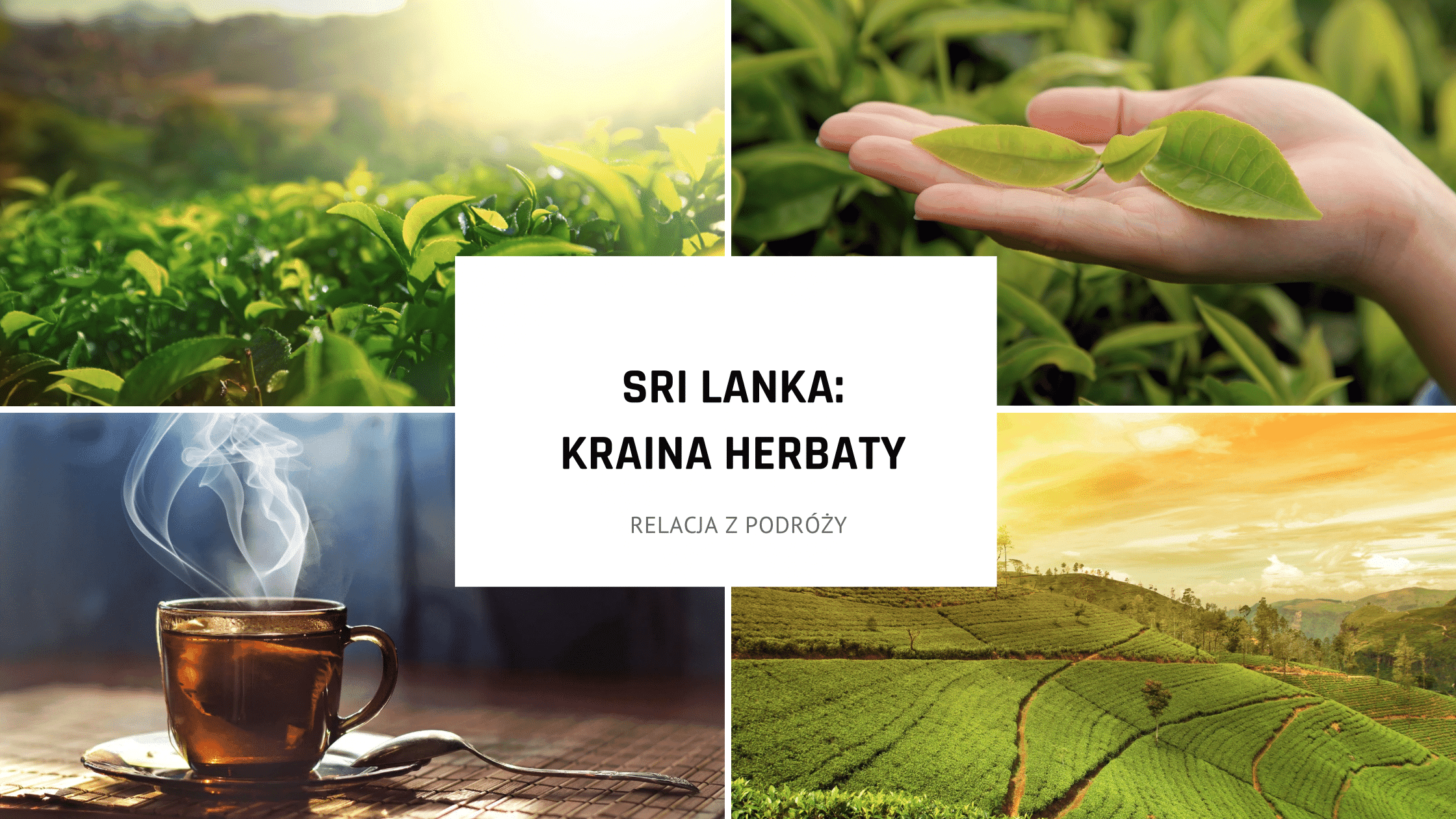 Atrakcje Sri Lanki – kraina herbaty i najpiękniejsze plantacje